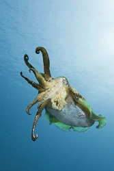 “ seven and a half “
Just seven and a half tentacles, bu... by Roland Bach 